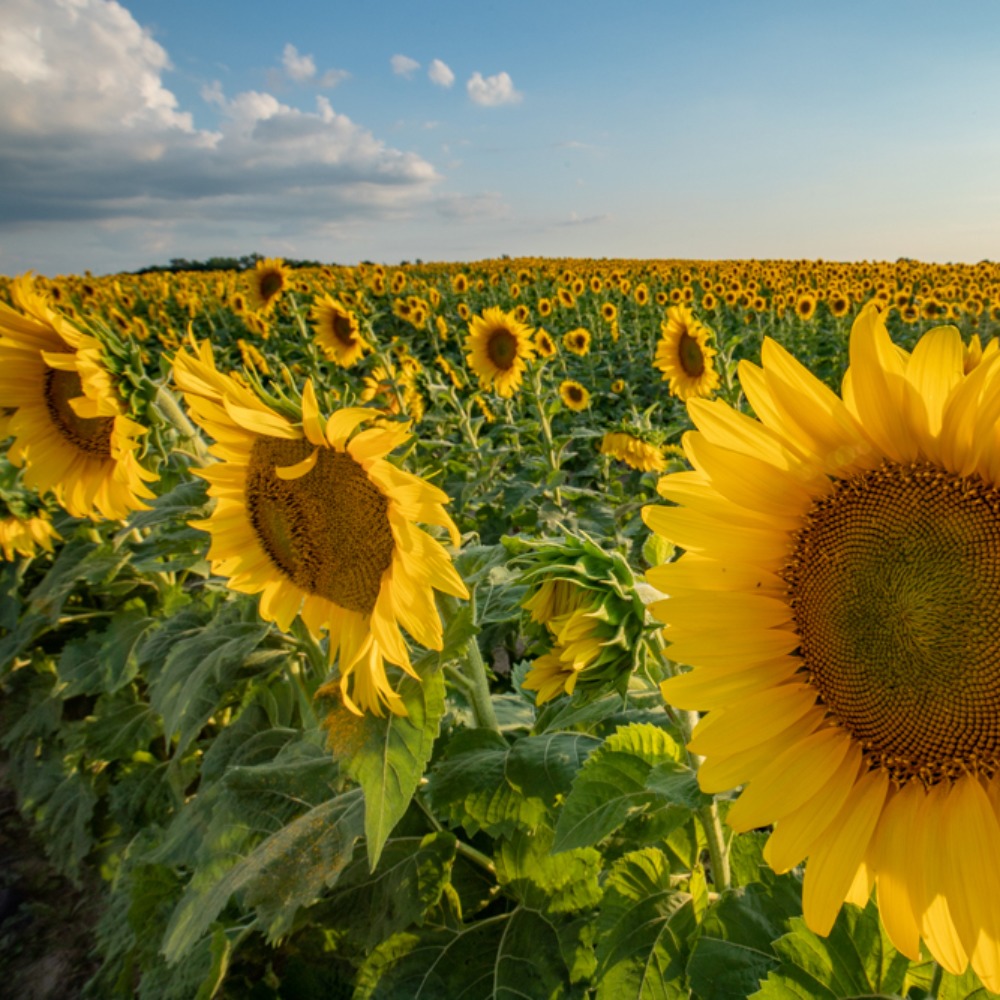 Meet your Posher, Joan